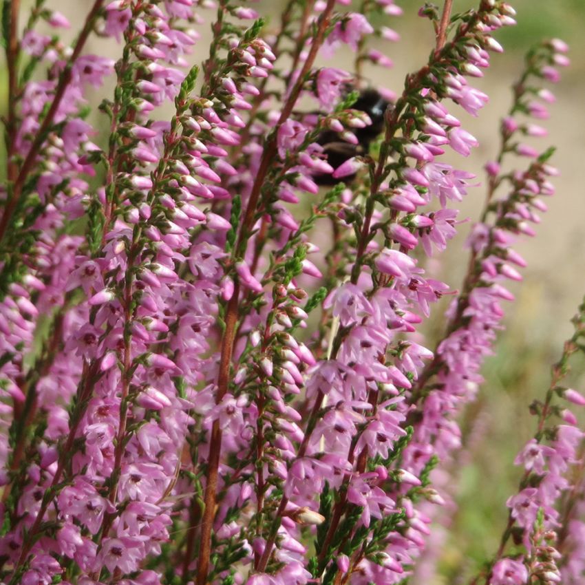 Ljung, Rosa klocklommor i upprätta klasar. Barrlika småblad på vedartade stammar