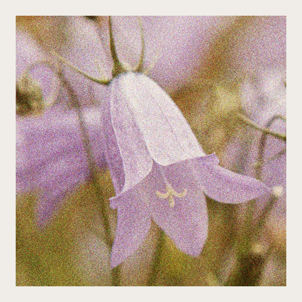 Liten Blåklocka, Hängande, klarblå klockblommor. Bladrosetter med rundade blad. 