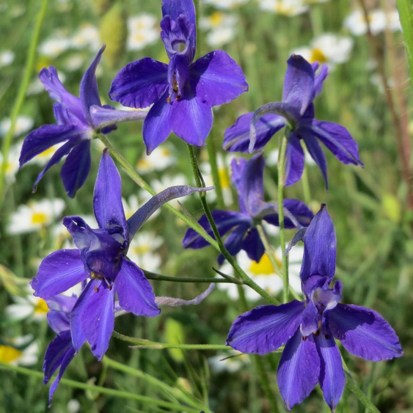 Riddarsporre, vildblomma med blåvioletta blommor i glesa klasar
