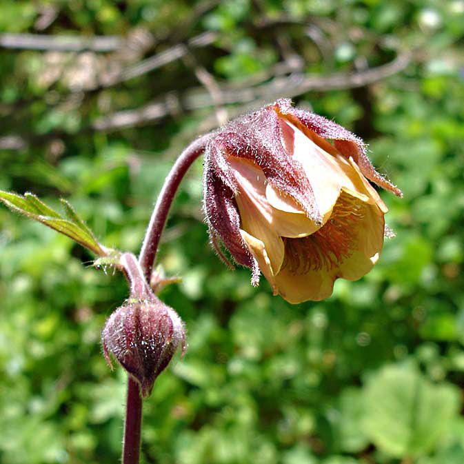 Humleblomster, Hängande blommor med brunröda foderblad, blekt gulröda kronblad