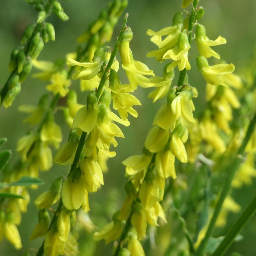 Gul Sötväppling, Gula blommor i upprätta klasar. Förgrenad med trefingrade blad