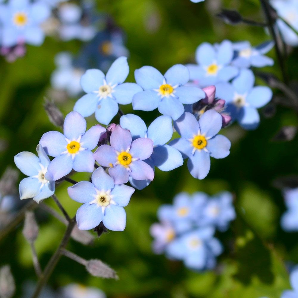 Äkta Förgätmigej, lysande ljusblå blommor med gult öga. Smala, ljusgröna blad. 