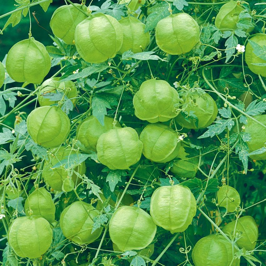 Ballongranka, slingerväxt med vita blommor och gulgröna ballonglika blomhölster