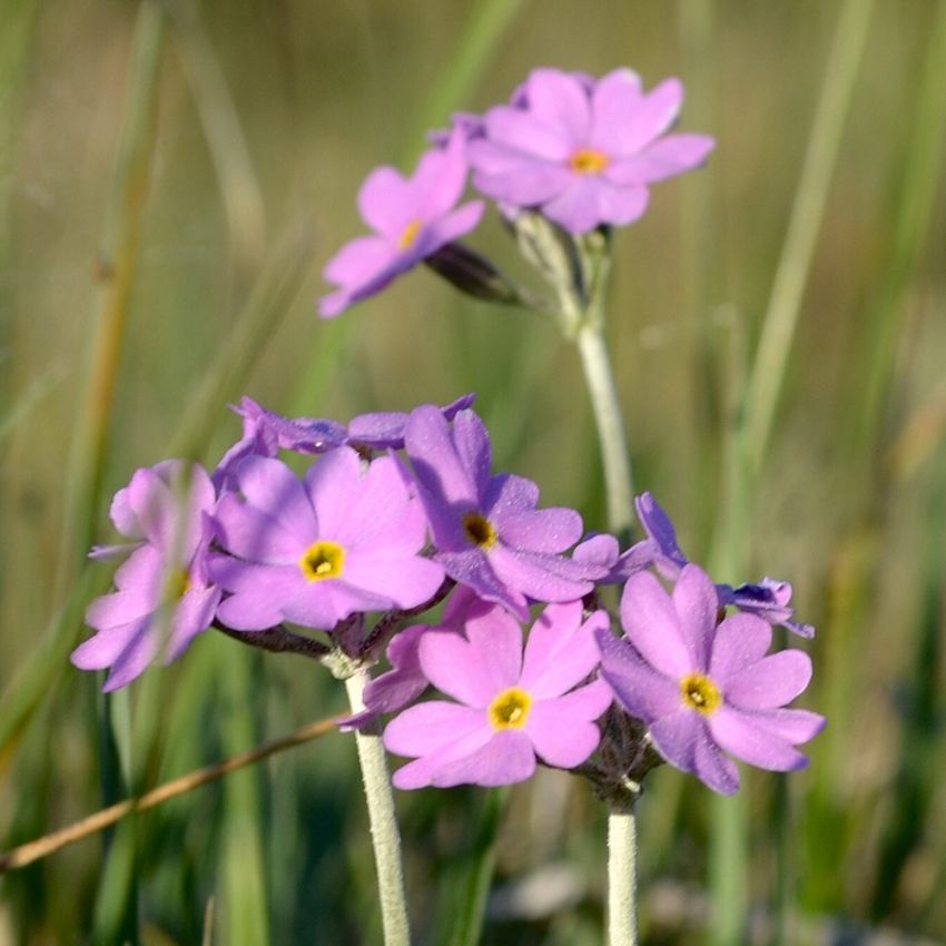 Majviva, Blommor ljusvioletta-purpur, sällsynt vita.