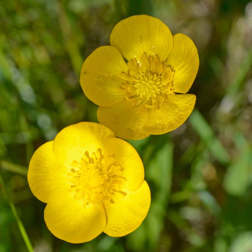 Smörblomma, Solgula blommor med breda kronblad.