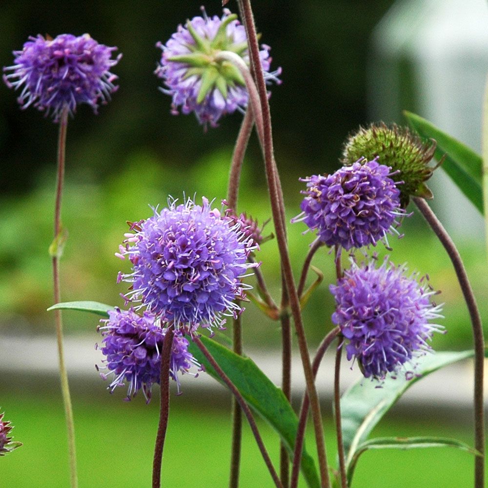 Ängsvädd, nordisk vildblomma med halvklotformiga, täta, blåvioletta blommor.