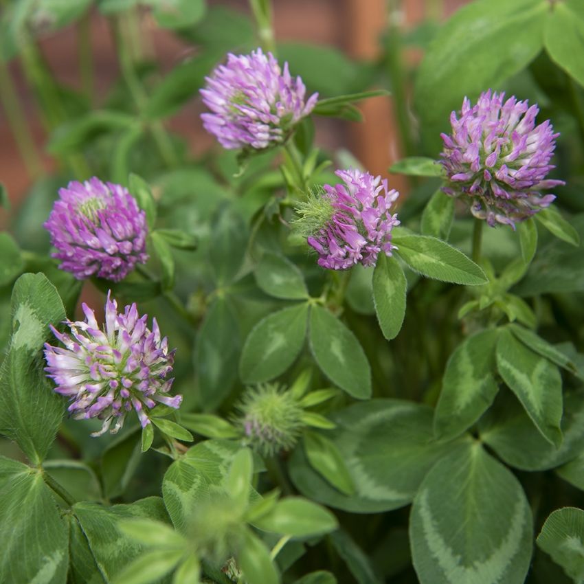 Rödklöver, vildform med runda, röda blomhuvuden. Ovala, svagt spetsade småblad