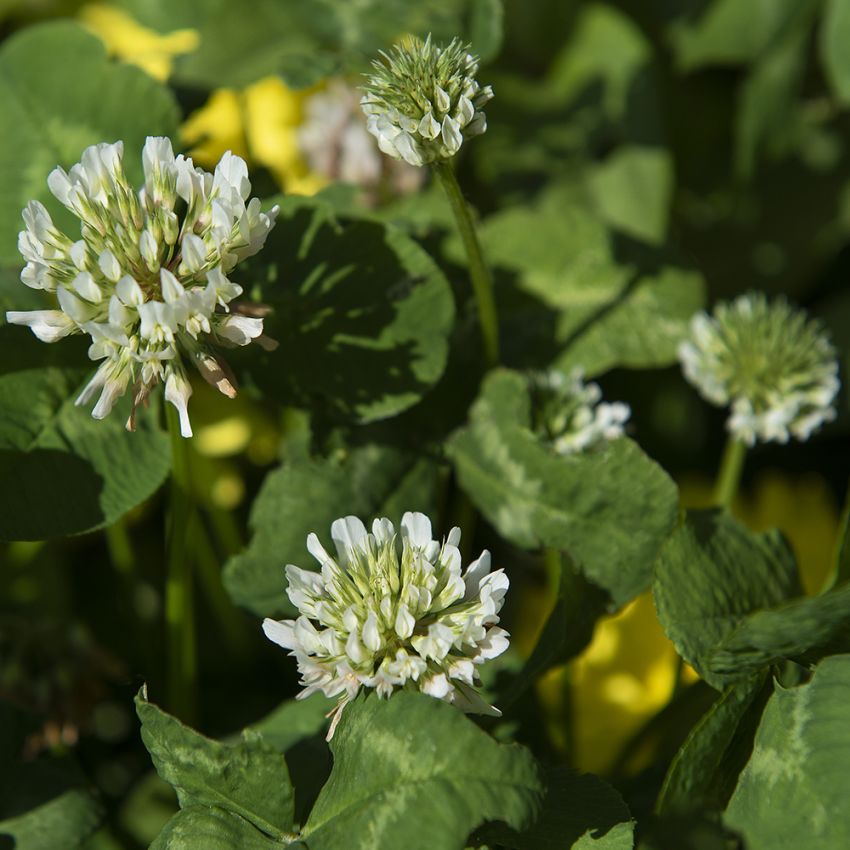Vitklöver små runda, vita, blomhuvuden, lågväxande 