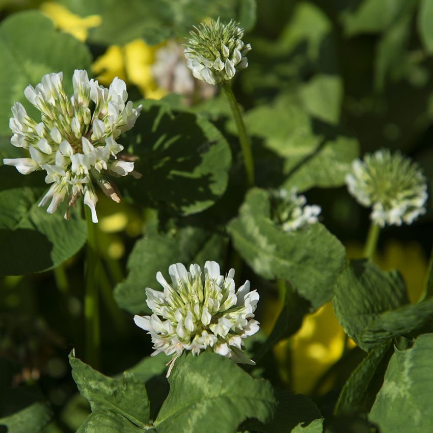 Vitklöver små runda, vita, blomhuvuden, lågväxande 