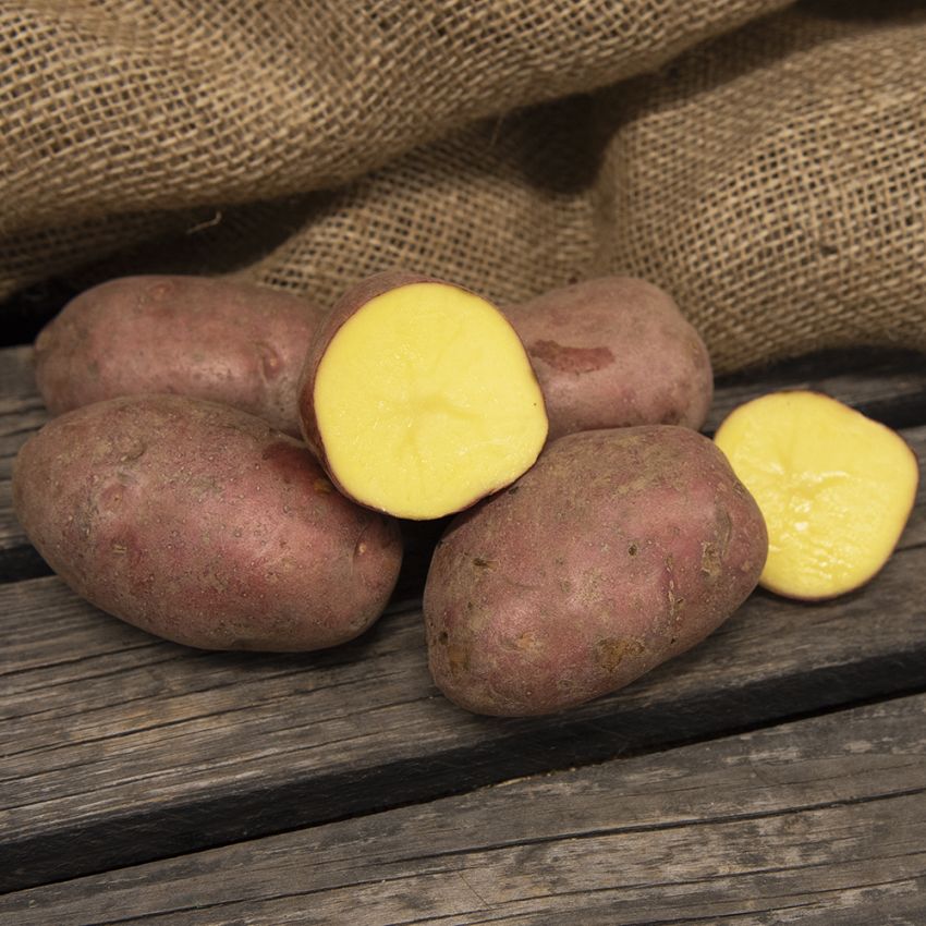 Sättpotatis ''''''''Labella'''''''', ovala knölar med rött skal och gyllengult k