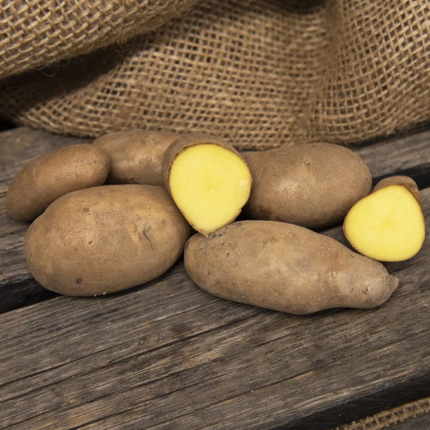 Sättpotatis ''''Mandel'''', Gulskaliga, långovala knölar med gult kött.
