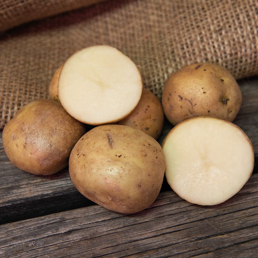 Sättpotatis ''''''''''''''''Rocket'''''''''''''''' 1 kg, Fast potatis, mycket ti