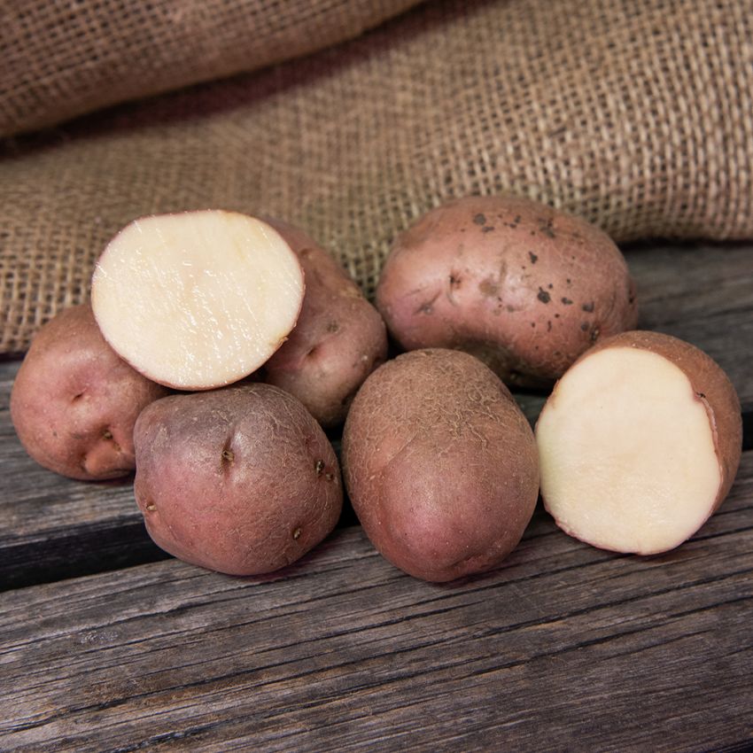 Sättpotatis ''''''''''''''''Early Rose'''''''''''''''' 1 kg, Något mjölig potati