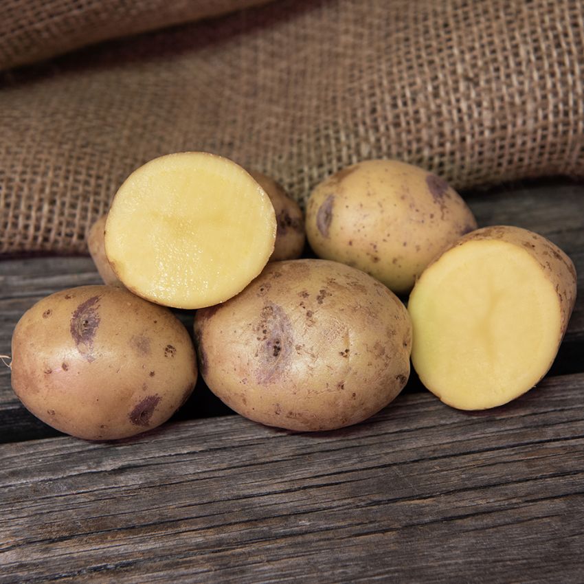 Sättpotatis ''''''''''''''''Blue Belle'''''''''''''''' 1 kg, Något mjölig potati