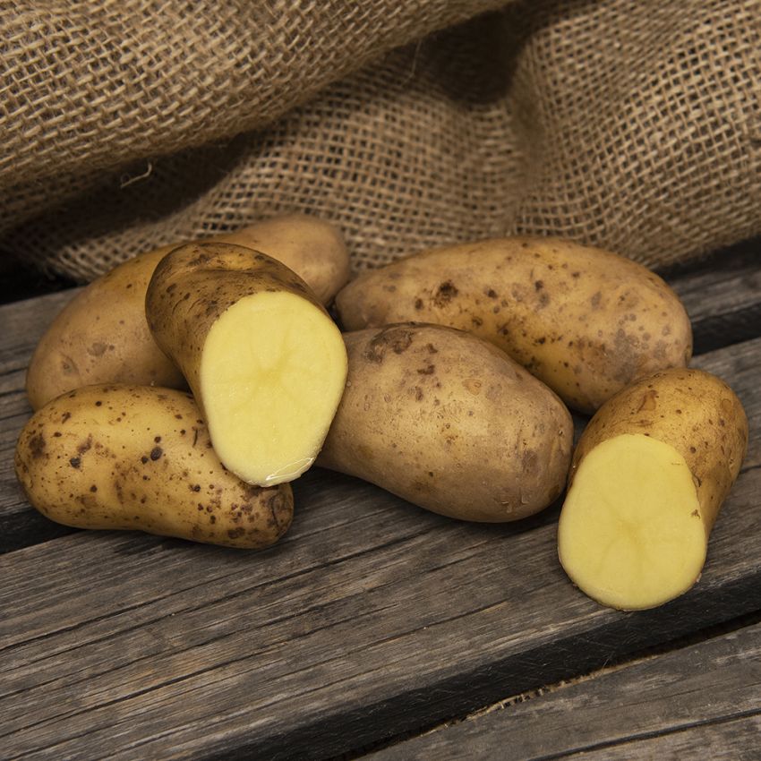 Sättpotatis ''''Amandine'''', Fransk gourmetpotatis med utsökt primörsmak.