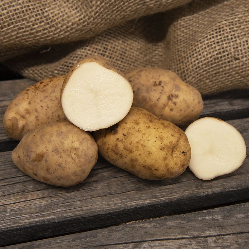 Sättpotatis ''''Maris Bard'''', rundovala knölar med gult skal och vitt kött.