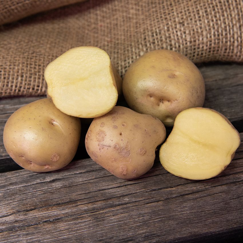 Sättpotatis ''''''''Timo'''''''' 3 kg, Fast potatis, mycket tidig.