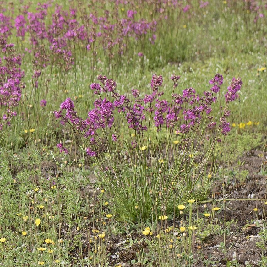 Tjärblomster, Glesa tuvor med spetsiga blad. Rödvioletta, upprätta blomklasar