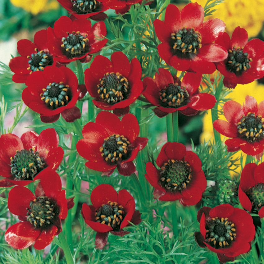Sommaradonis, Klarröda småblommor med svart öga. Dekorativt, finflikigt bladverk