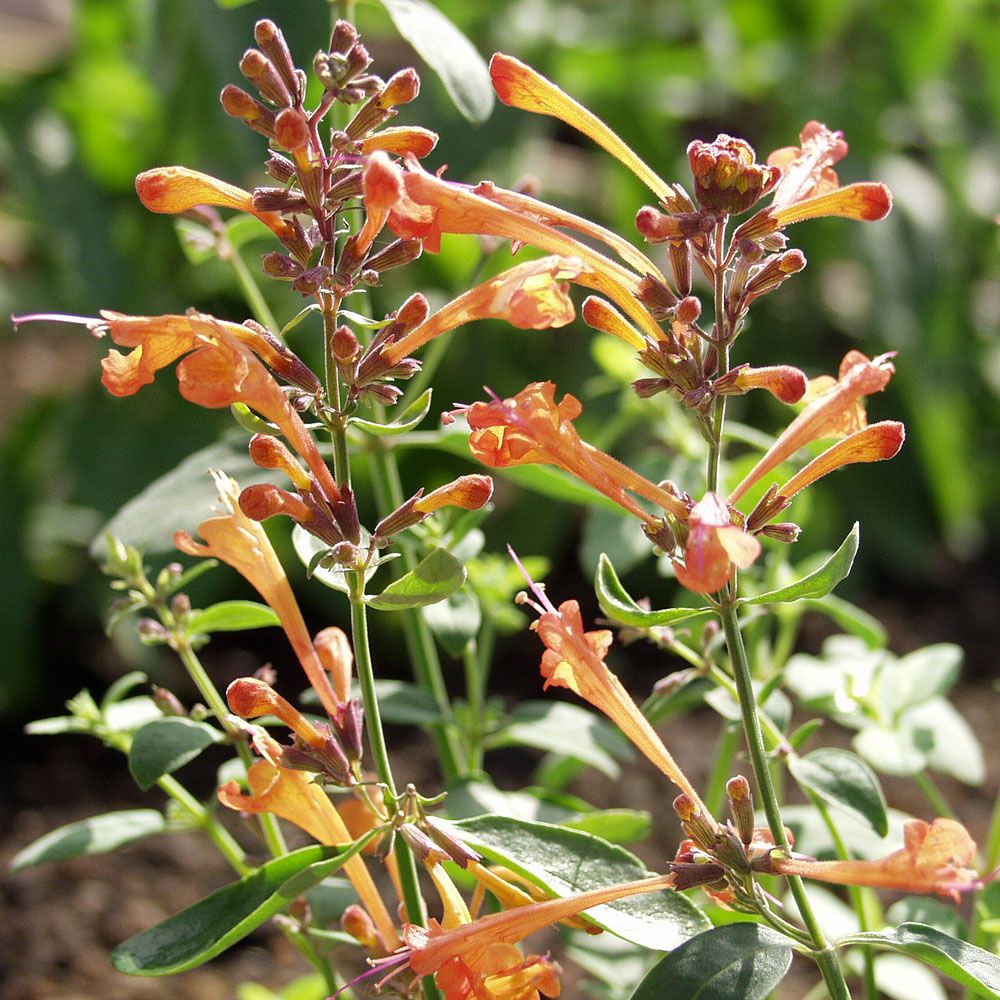 Orange Kolibrimynta 'Apricot Sprite', orange blommor, tätt doftande bladverk.