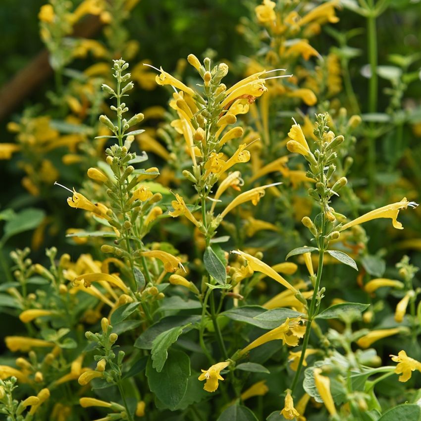 Orange Kolibrimynta 'Sunset Yellow', solgula blommor i täta spiror, mintdoftande