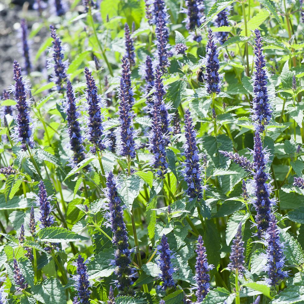 Anisisop 'Astello Indigo', Blå blomspiror, myntadoftande bladverk.