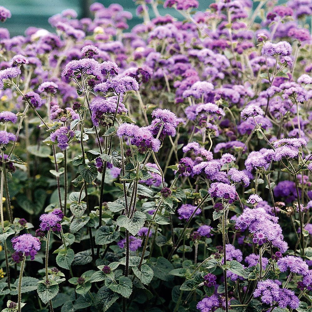 Fröer Ageratum-Dondo Blue