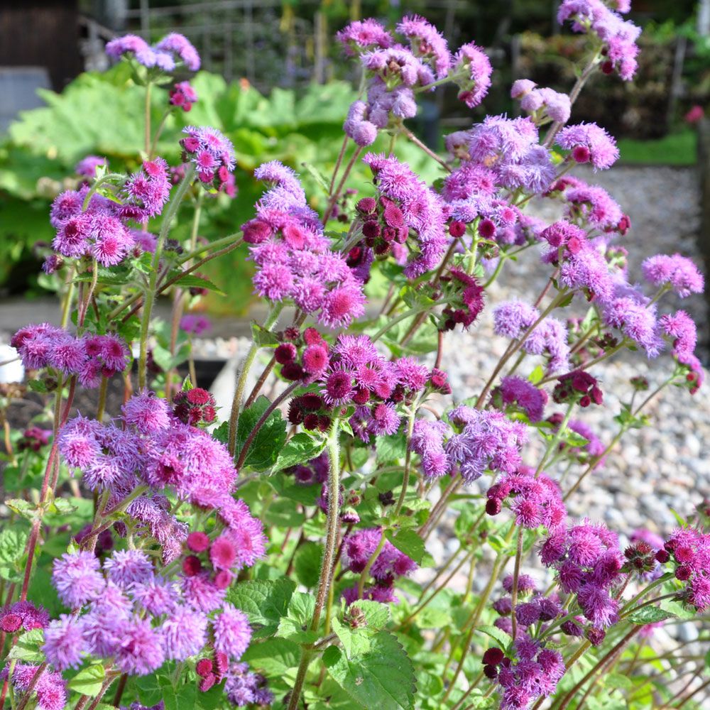 Ageratum 'Red Cutting' är fin i sommarens blandade buketter och kan även torkas.