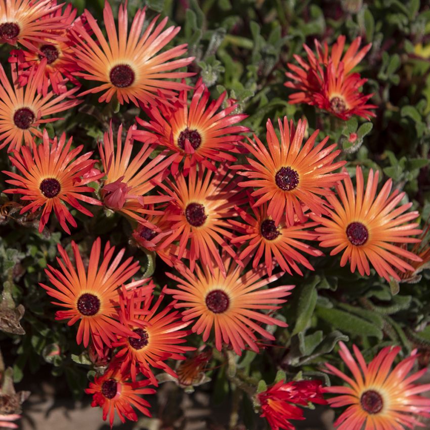 Stor Doroteablomma 'Pink' blomma med skiftningar i rött och orange med brun mitt