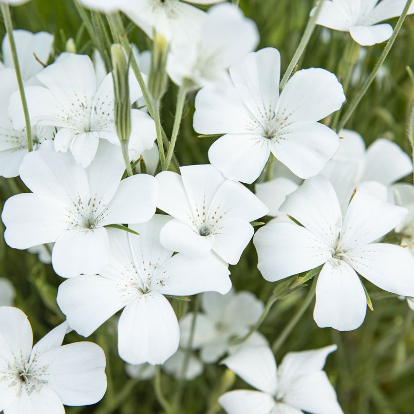 Sommarklätt 'Bianca', Sidenglänsande, vita blommor med mörka mittstänk.