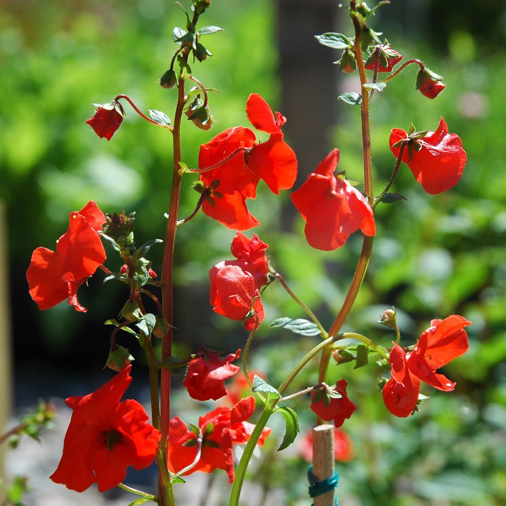 Eldblomma 'Rebel', Eldröda blommor i skira klasar, grönt bladverk. Rödstjälkig.