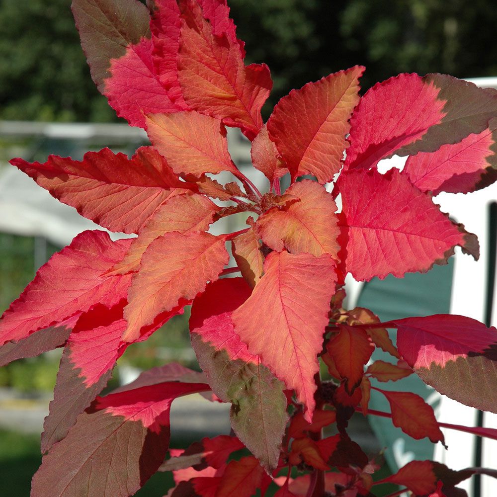 Papegojamarant 'Molten Fire', Bladväxt med röda till djupt kastanjebruna blad.