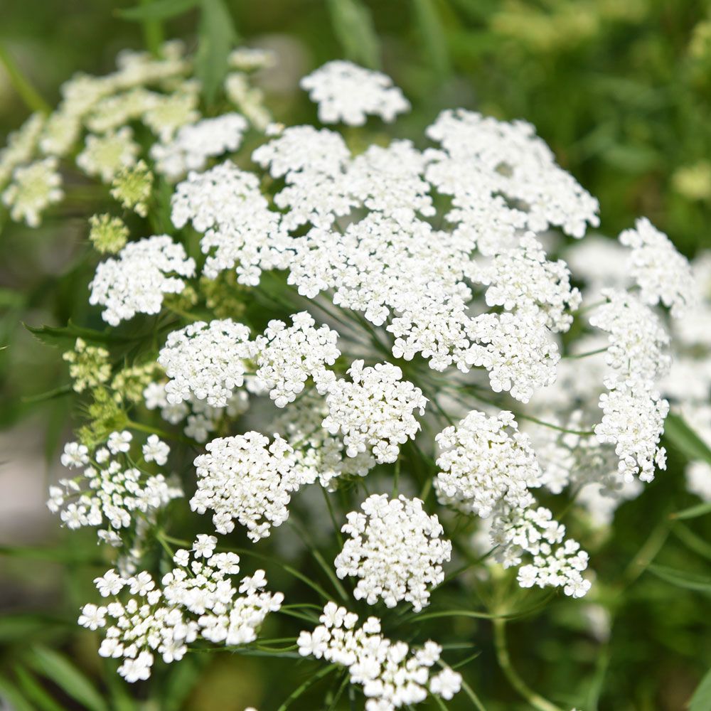 Slöjsilja, Vita, spetslika blommor i stora flockar över bladverket.