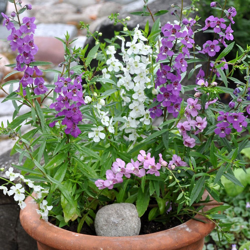 Angelonia F1 'Serena', vita, rosa och purpurfärgade blommor.