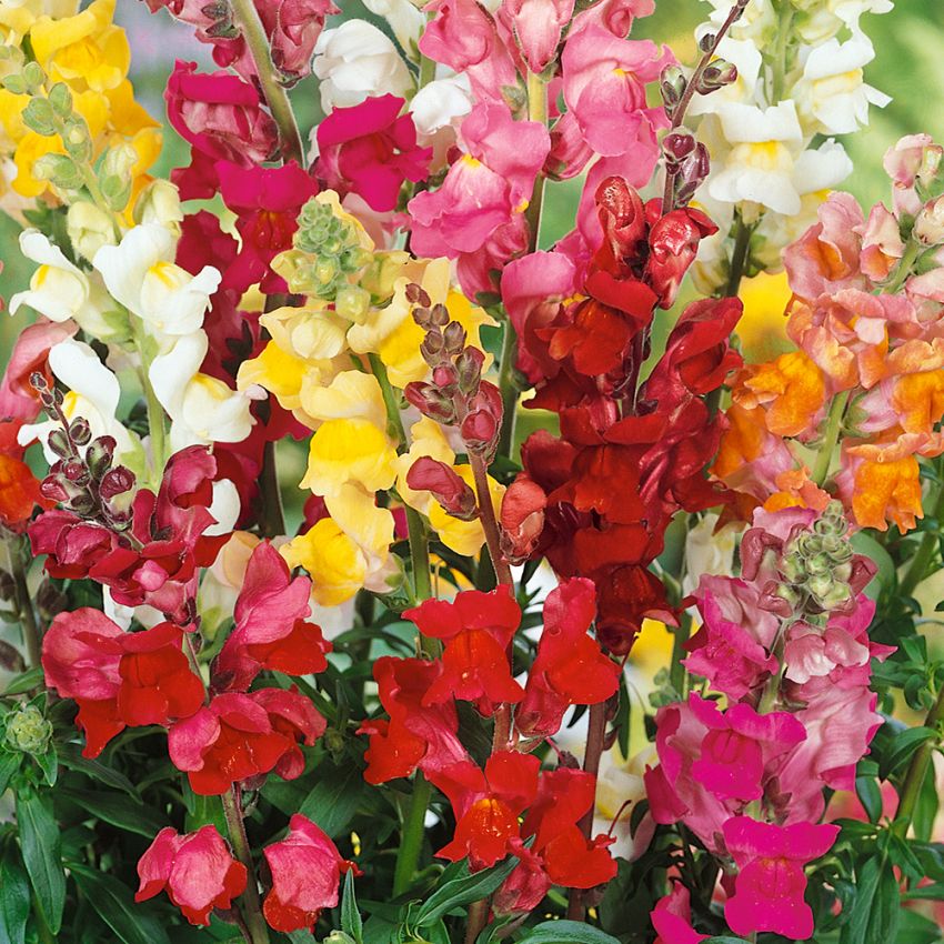 Lejongap 'Colossal Tip Top', mormorsblomma i storblommande flerfärgsblandning