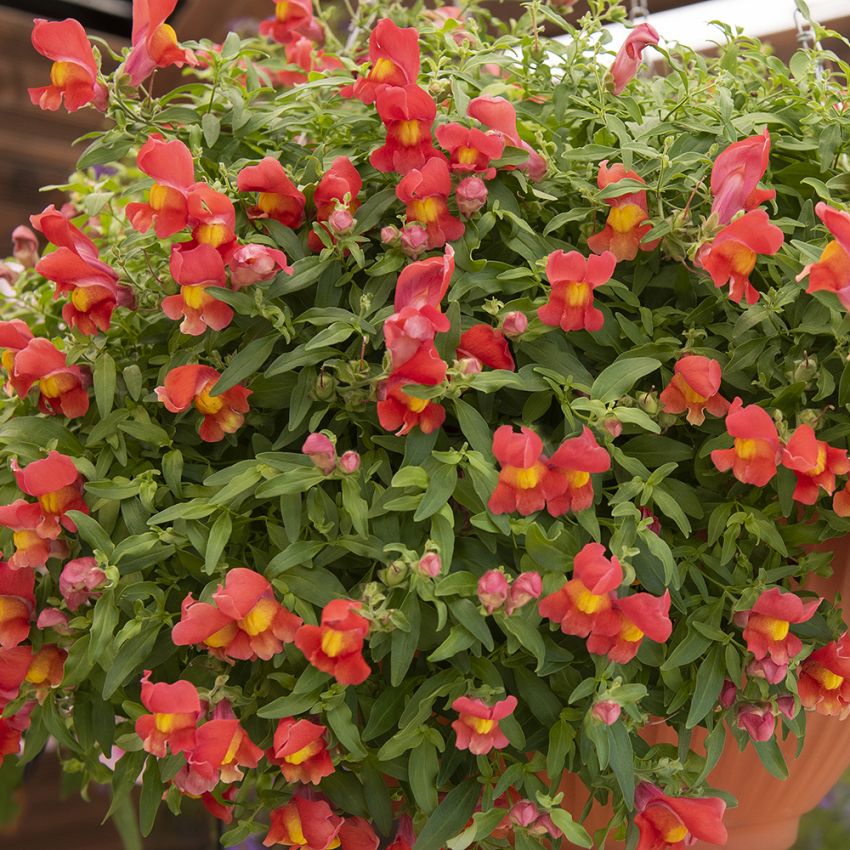 Lejongap F1 ''''Candy Showers Orange''''