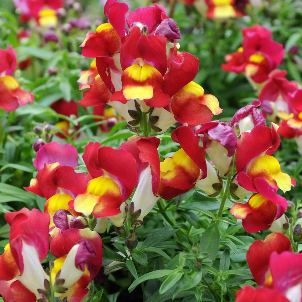 Lejongap F1 'Snappy Red & Yellow', Röda blommor med klargult svalg.