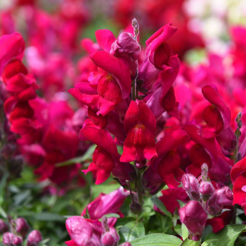 Lejongap F1 'Snappy Violet', Djupt hallonröda enfärgade blommor.