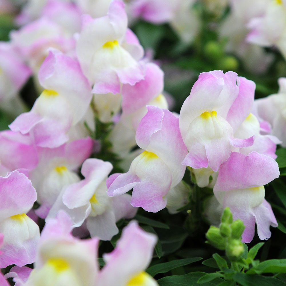 Lejongap F1 'Snappy Lavender Blush', Vita blommor med rosa schattering.