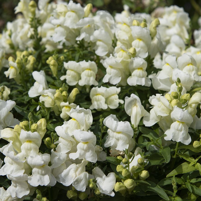 Lejongap med namnet snappy lavender white. Vit och ljust gul i blommorna. 