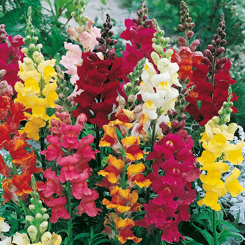 Lejongap 'Rainbow', mormorsblomma i storblommande flerfärgsblandning.