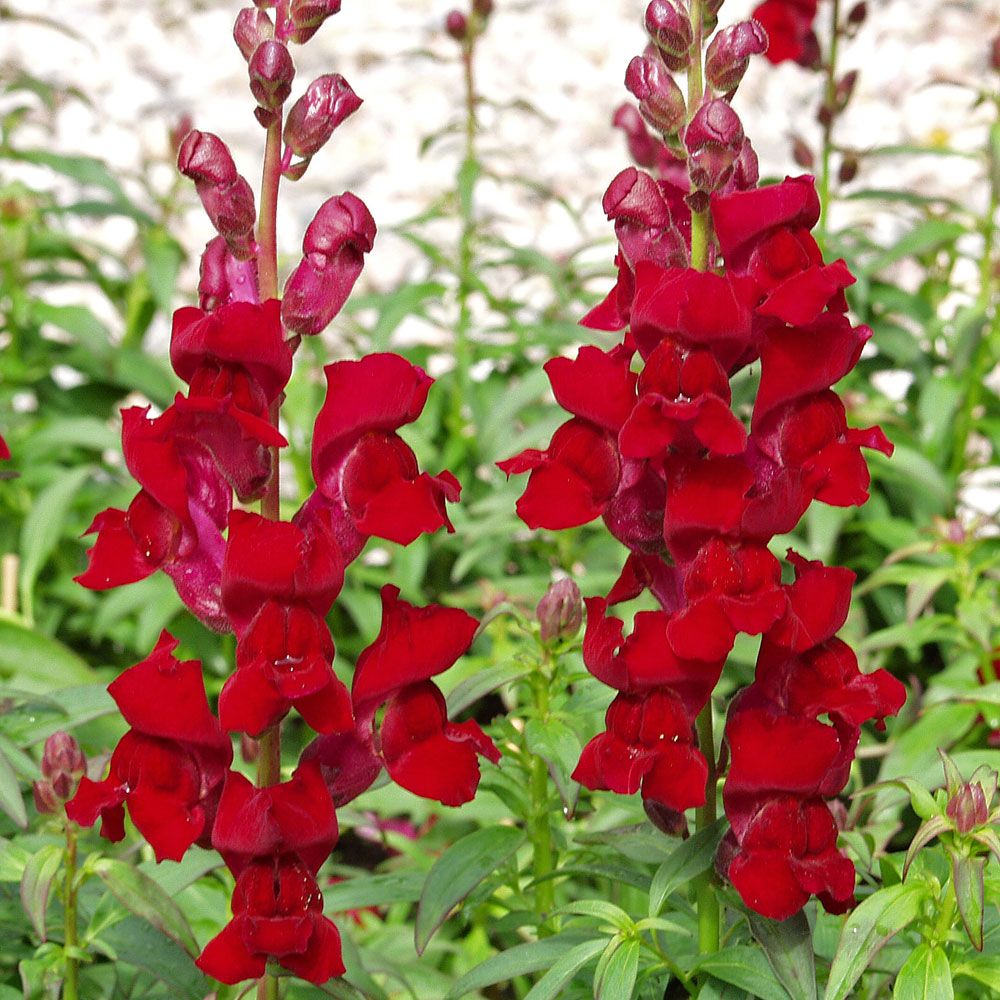 Lejongap F1 'Rocket Red', Mörkt sammetsröda, täta blomspiror på stadiga stjälkar