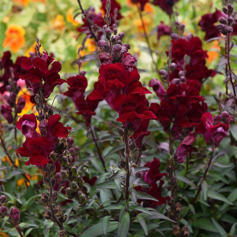 Lejongap 'Black Prince', mörkt sammetsröd med mörkt bladverk. Hyacintblommande.