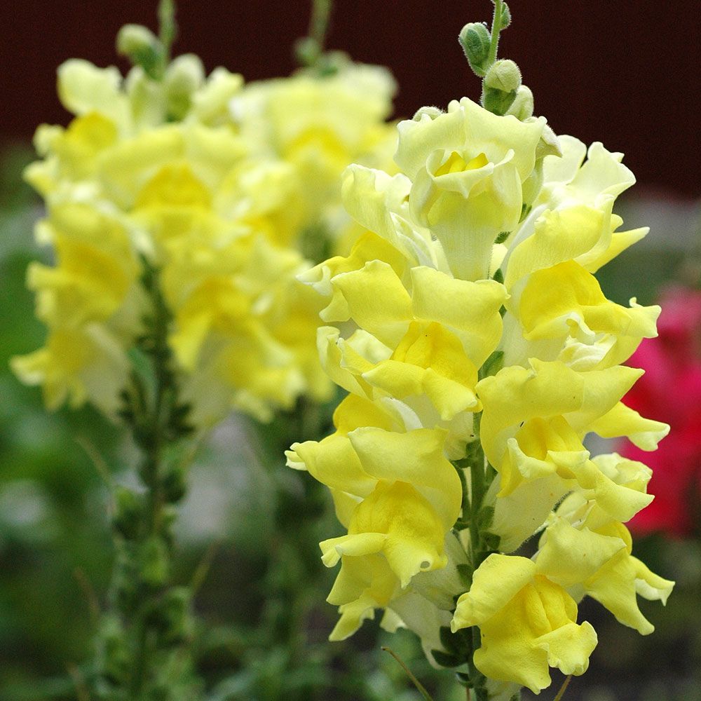 Lejongap F1 'Rocket Lemon Yellow', Ljust citrongula, täta blomspiror.