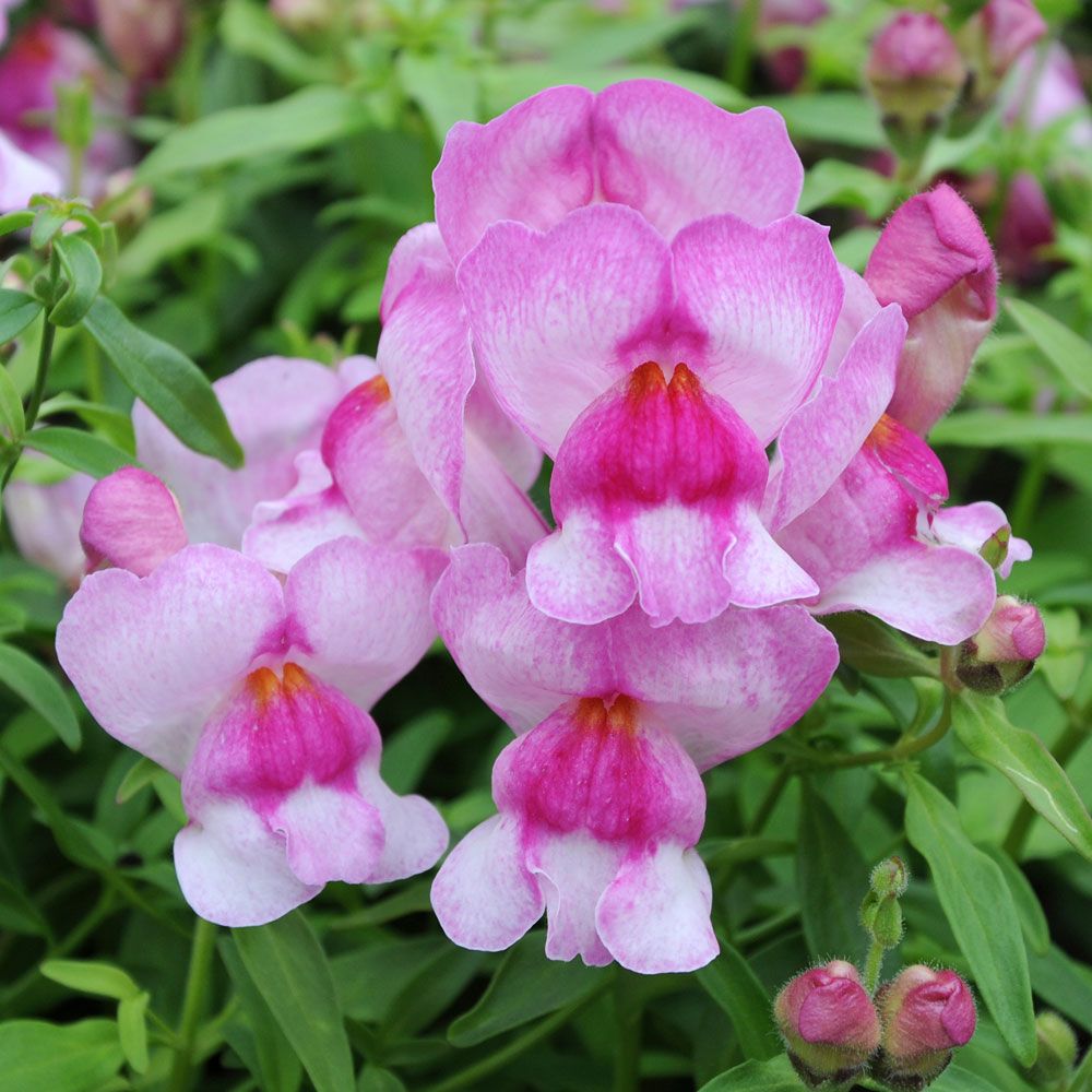 Lejongap F1 'Snappy Orchid', Ljust rosa, schatterade blommor med rött svalg.