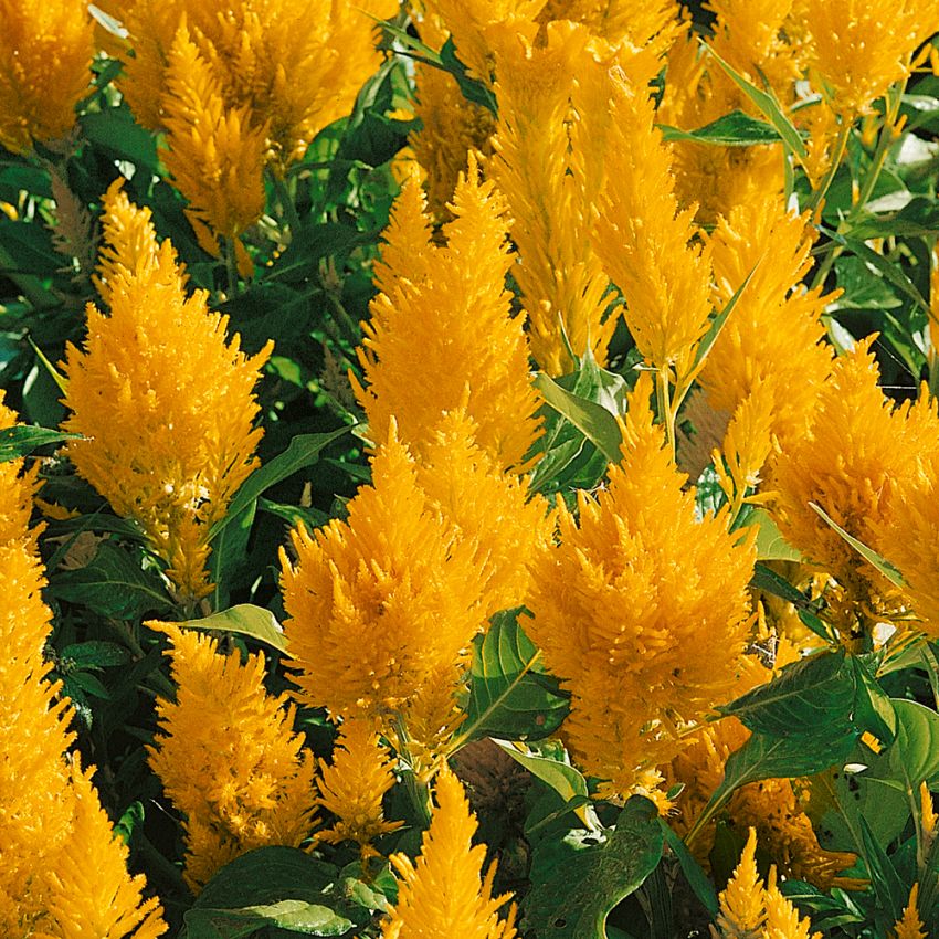 Plymört 'Lilliput Golden Feathers', gula upprättstående, dekorativa plymblommor.
