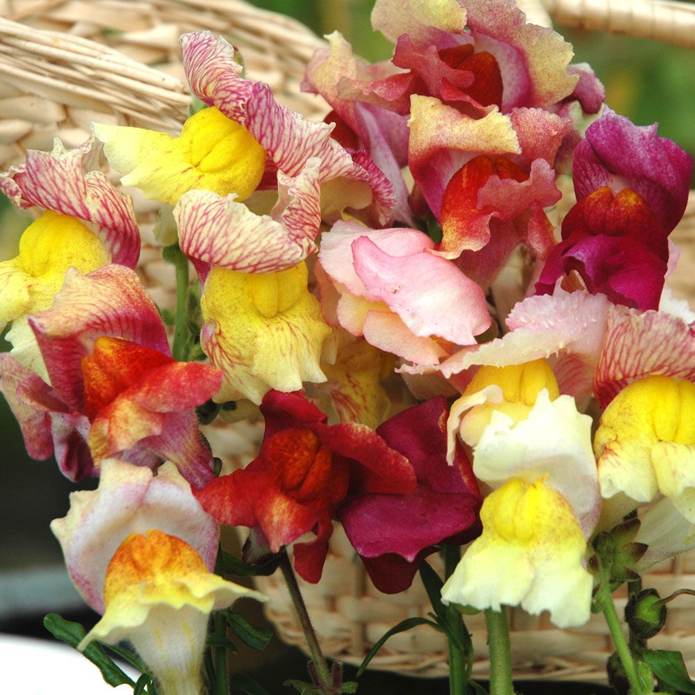 Lejongap 'Tetra', Stora, krusade, en och tvåfärgade blommor i flerfärgsblandning