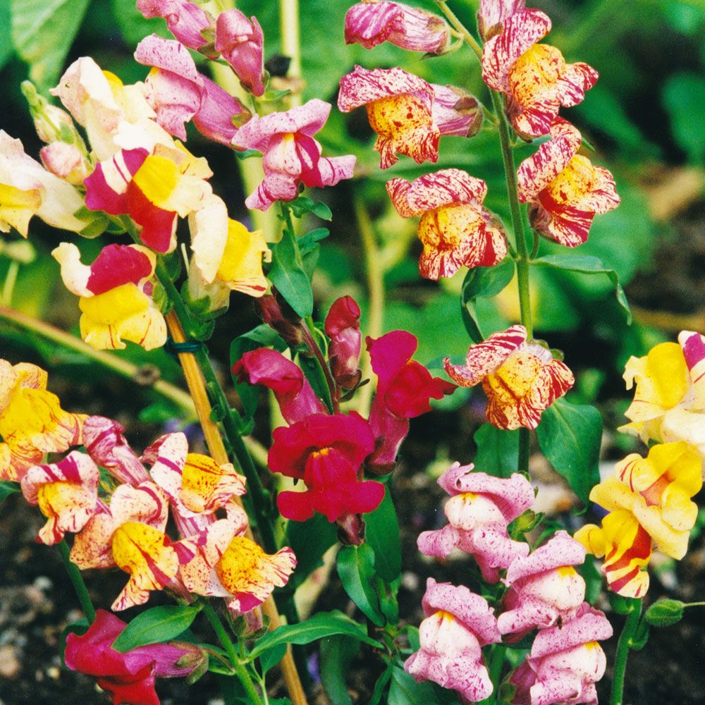 Lejongap 'Brighton Rock', mormorsblomma, tvåfärgade och randmönstrade blommor.