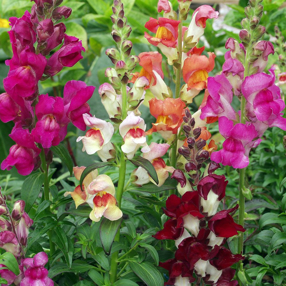 Lejongap 'Tropic Carnival', kontrastrik färgskala med flerfärgade blommor.