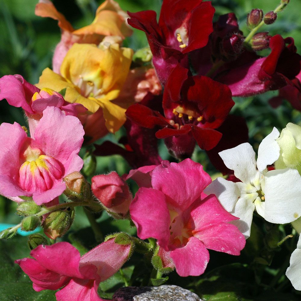 Lejongap 'Trumpet Serenade', öppna, trumpetformade blommor i flerfärgsblandning.